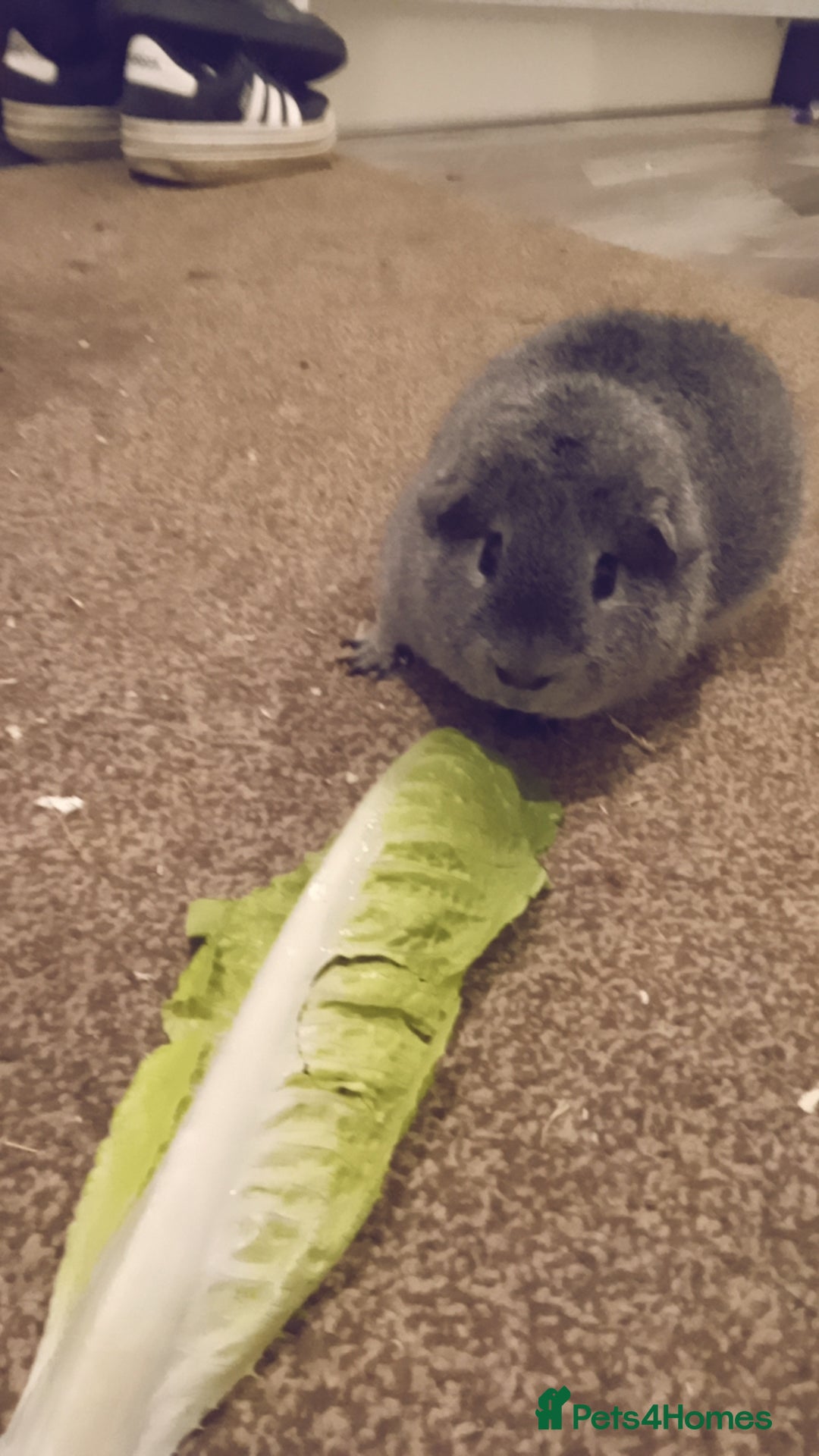 Guinea Pig rodents for sale: 2x male guinea pigs  - Image 2