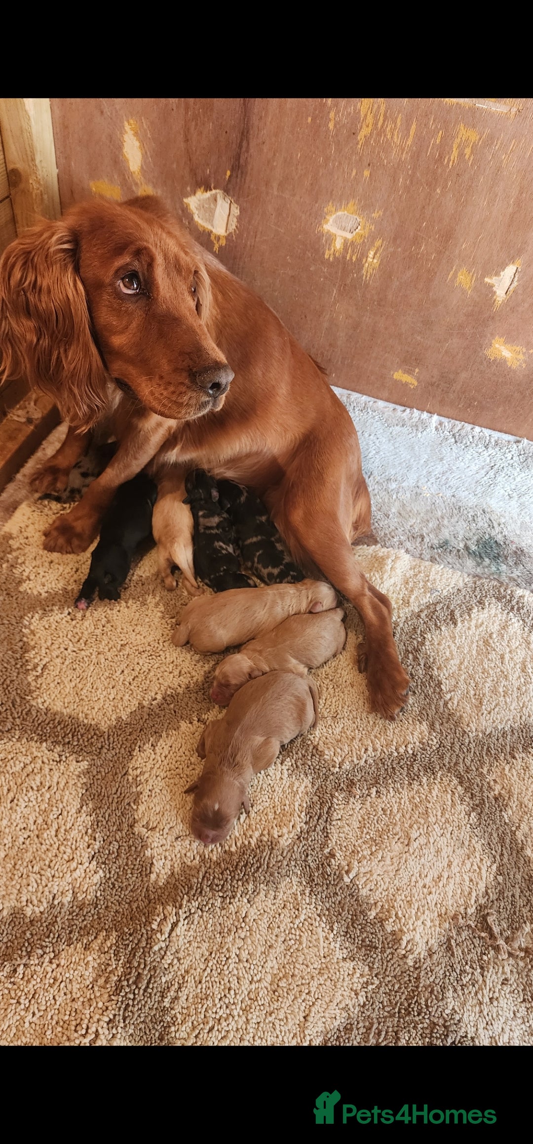 Cockapoo dogs for sale: Beautiful Cockerpoo Puppies. (Sand, Merle, Black) - Image 34