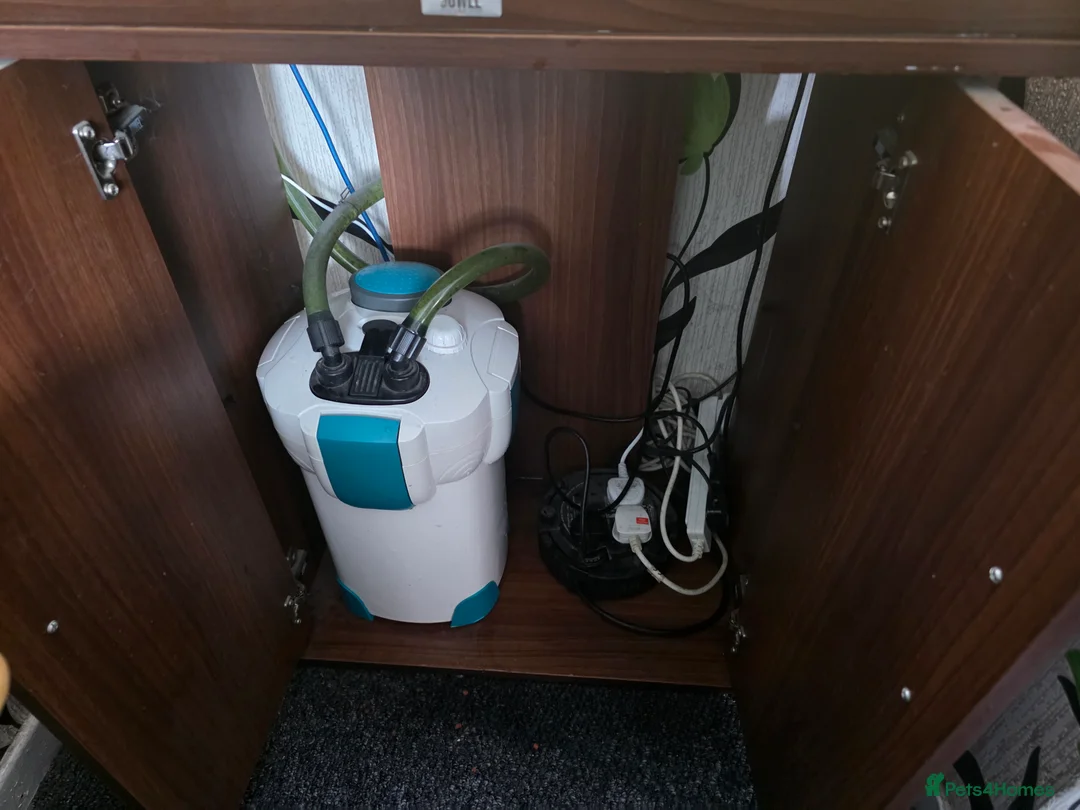 Cichlids fish for sale: Juwel 125 with cichlids  - Advert 11