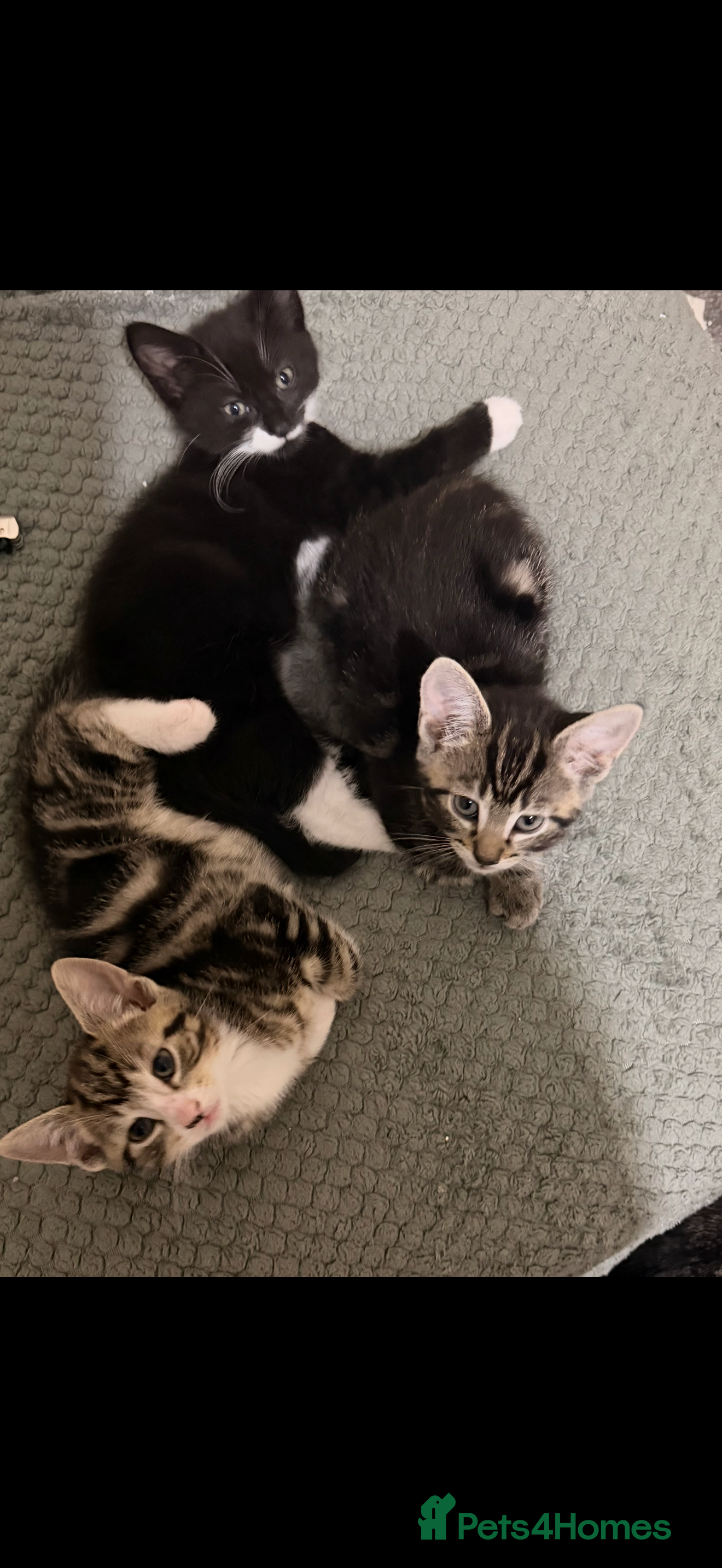 Mixed Breed cats Kittens for sale ready to go now ! - Advert 2