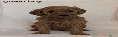 Cavapoo Puppy 10