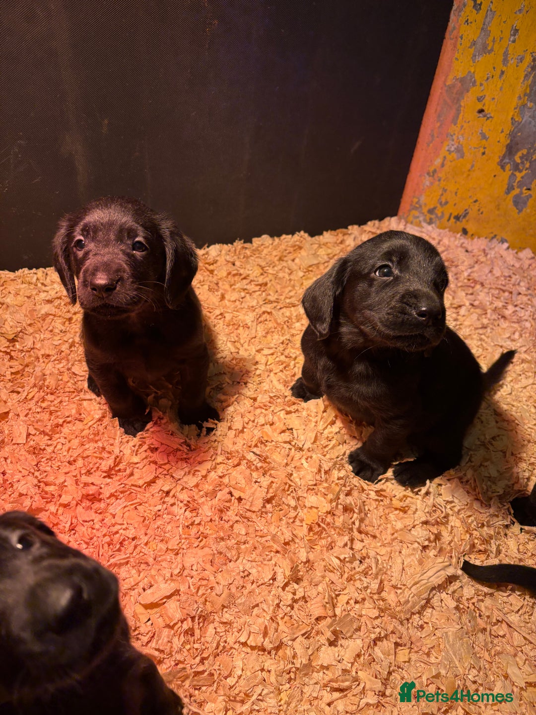 Cockerdor dogs for sale: One gorgeous sprockerdor girl from working parents - Advert 4