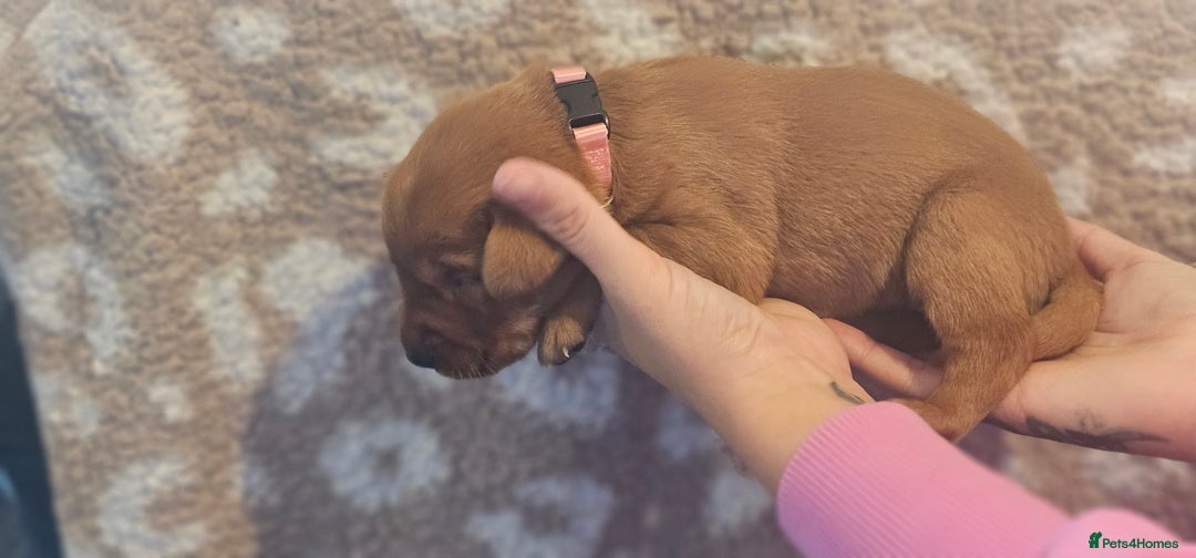 Labrador Retriever dogs for sale: KC Fox Red Labrador Puppys - Advert 25