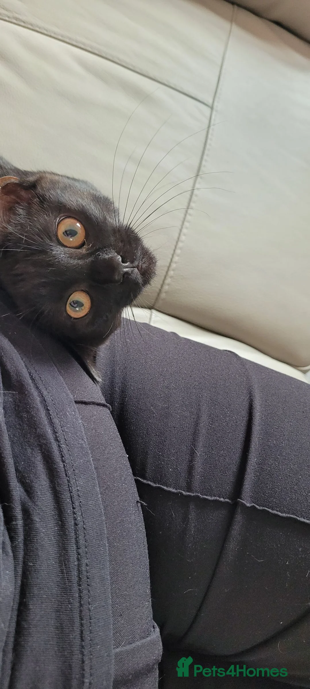 Mixed Breed cats for sale: Panther  - Advert 18