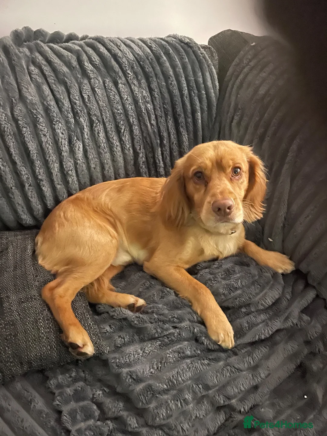 Cocker Spaniel dogs for sale: Cocker spanial - Advert 2