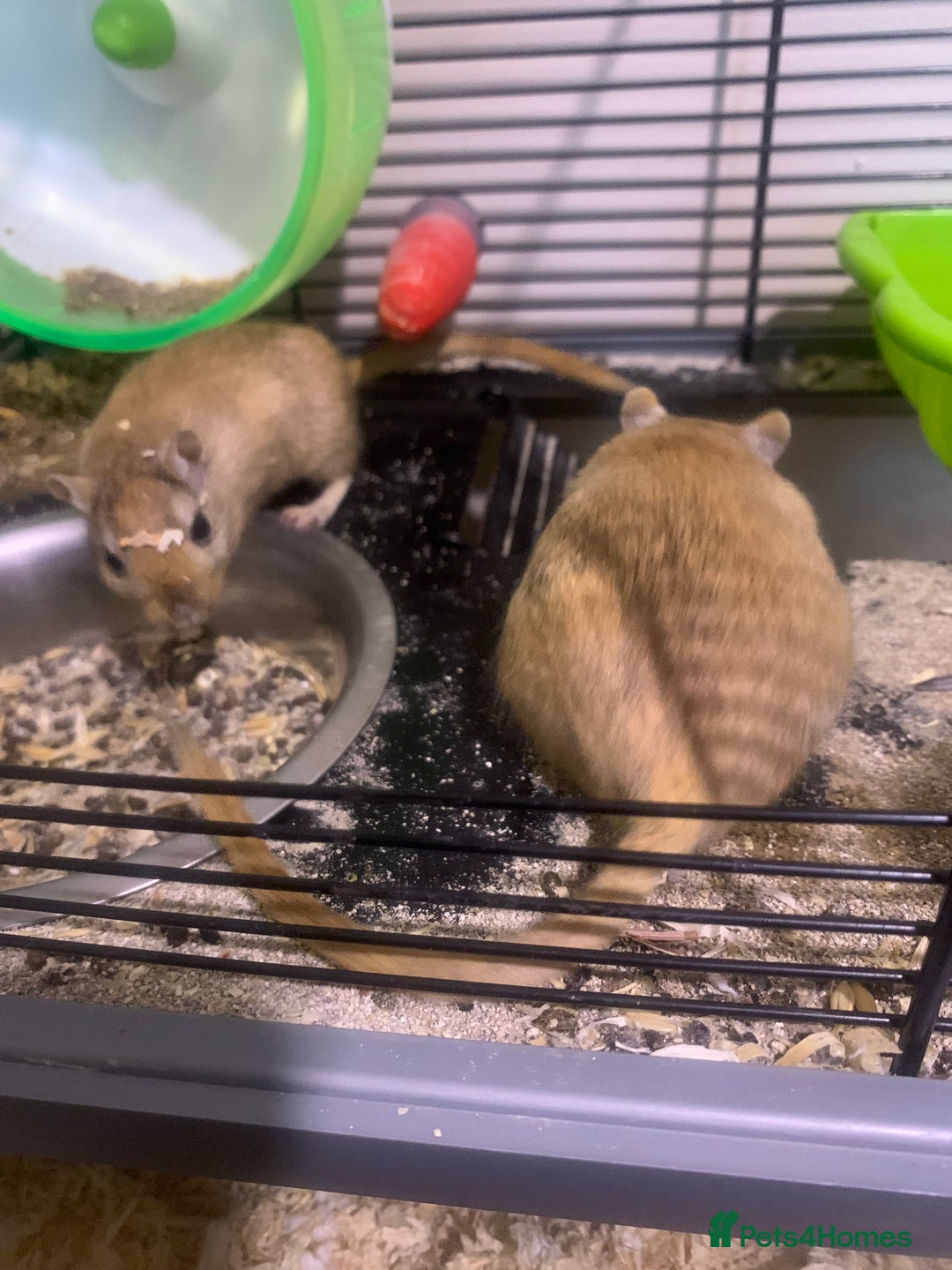 Gerbil rodents for sale: 3 male gerbils - Image 5