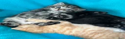 Scottish Fold cats for sale: Scottish Fold Black Girl  - Advert 14