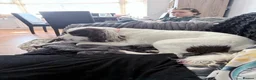 English Springer Spaniel dogs for sale: Milo springer spaniel  in Ashford - Advert 2