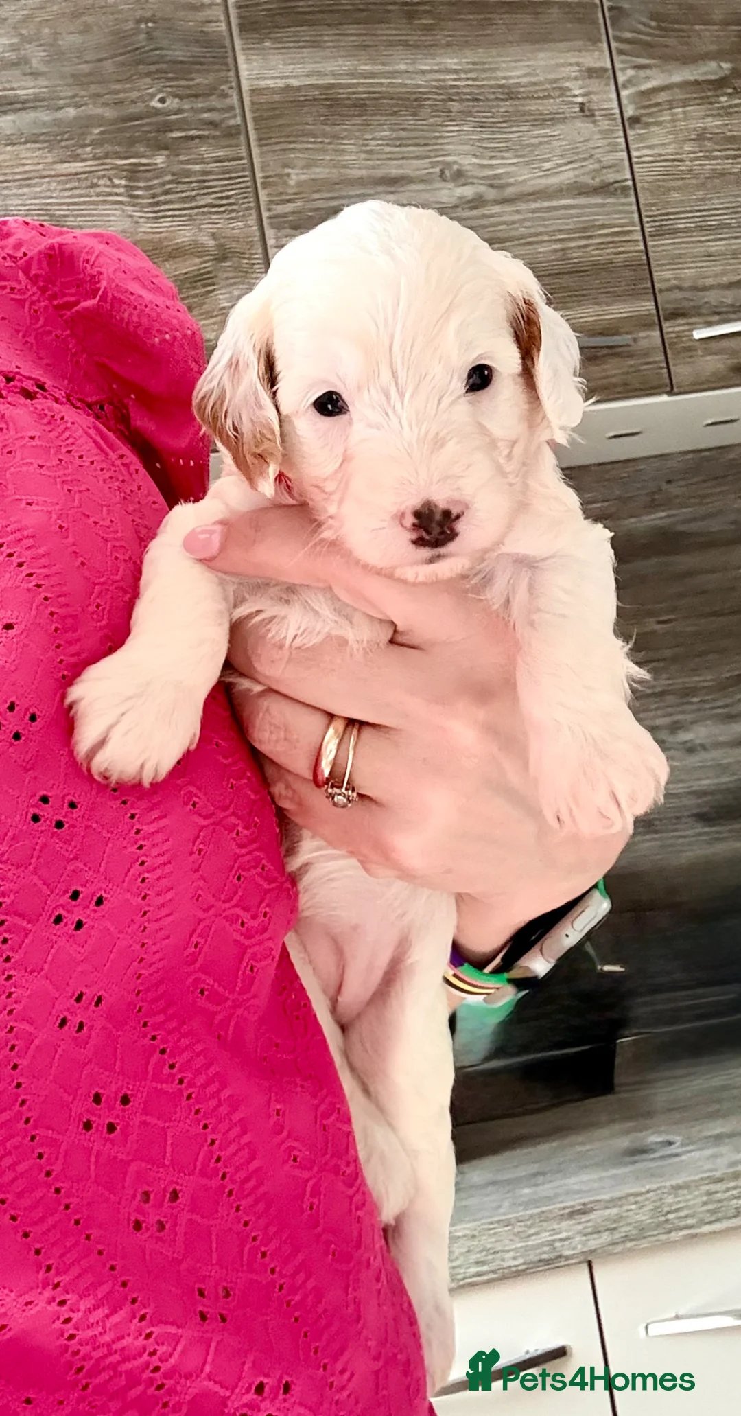 Cavapoo dogs for sale: Stunning F1b Cavapoo Puppies – 6 Girls & 2 Boys - Advert 39