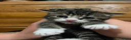 Mixed Breed cats for sale: Last ones remaining  - Advert 4