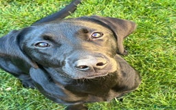 Labrador Retriever dogs for sale: Black lab - girl for rehoming  - Image 2