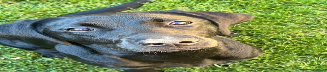 Labrador Retriever Puppy 1