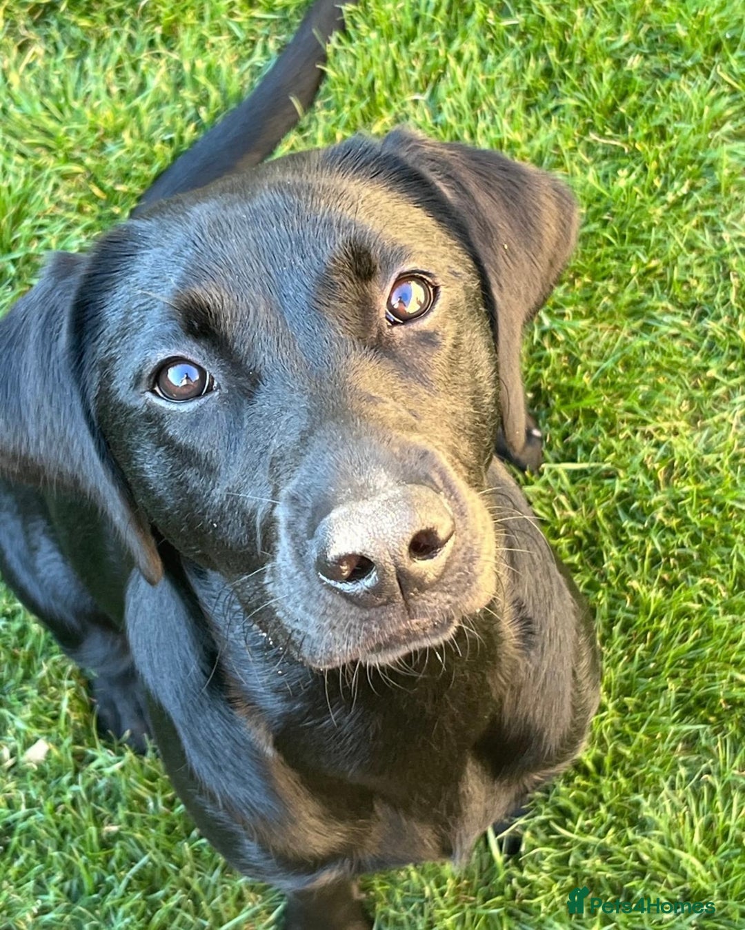 Labrador Retriever dogs for sale: Black lab - girl for rehoming  - Image 2