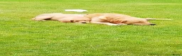 Goldador dogs for sale: Golden retriever Labrador cross  in Glasgow - Advert 8