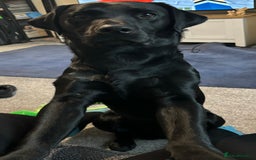 Labrador Retriever dogs for stud: Pedigree Labrador stud - Image 5