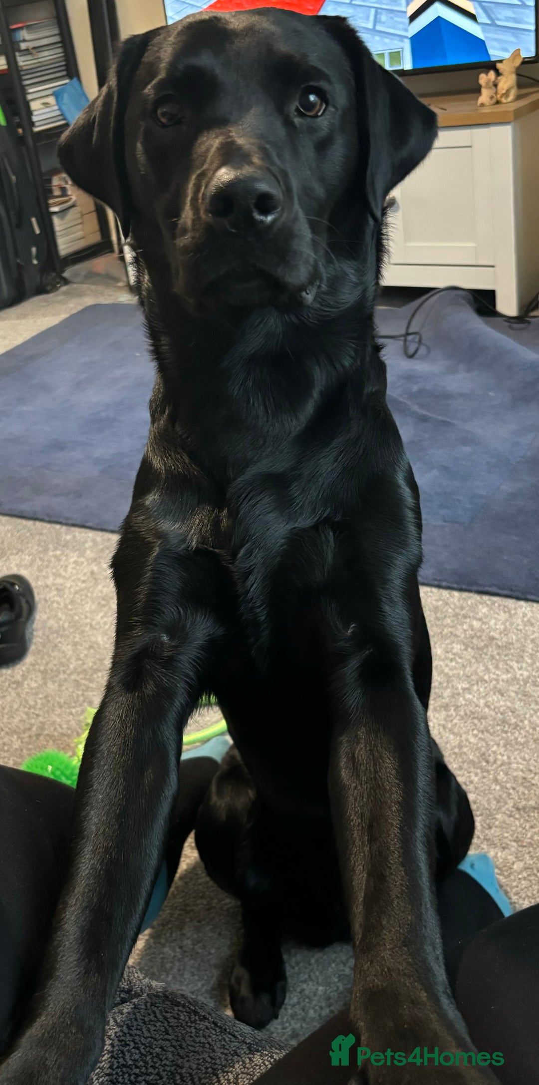 Labrador Retriever dogs for stud: Pedigree Labrador stud - Image 5
