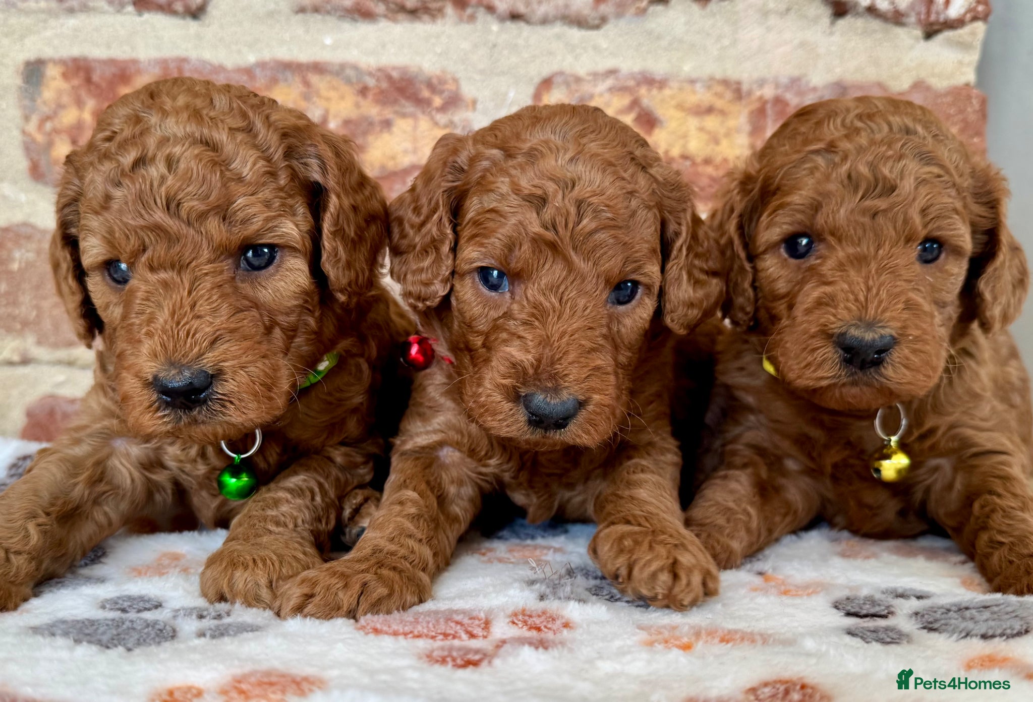 Cockapoo dogs F1b solid red cockapoos 🐾 - Advert 12
