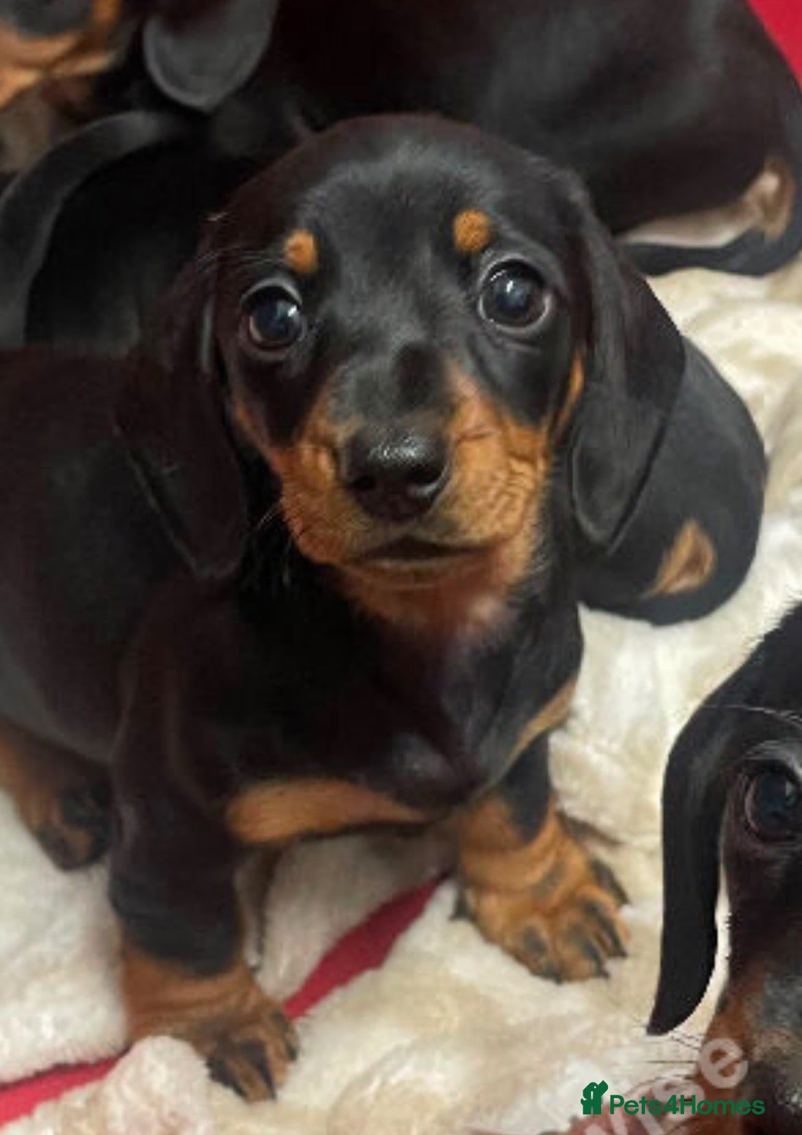 Miniature Dachshund dogs 🌟⭐️READY NOW🌟 ⭐️ last 2 mini dachshund puppies. - Advert 1