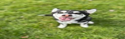 Utonagan dogs for sale: 2 year old husky for sale  - Advert 10