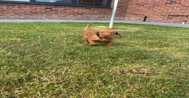 Hungarian Vizsla dogs - Advert 5