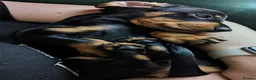 Miniature Dachshund dogs for sale: Mr & Mrs KC Miniature Dachshunds  - Advert 8
