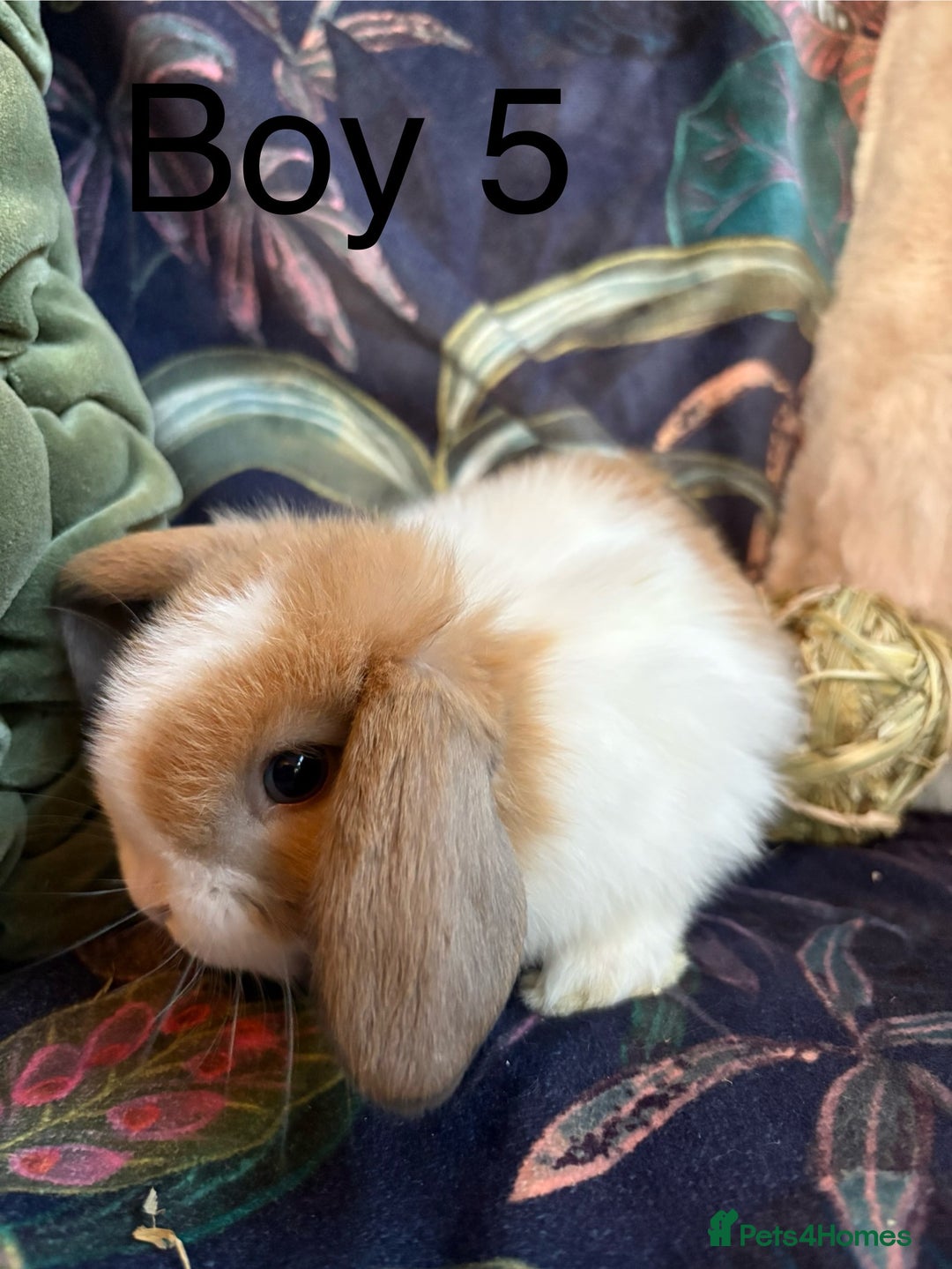 Dwarf Lop rabbits for sale: Super cute and cuddly dwarf lops (vaccinated) - Advert 5