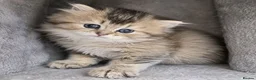 British Longhair cats for sale: BLH & BSH sisters  - Advert 23