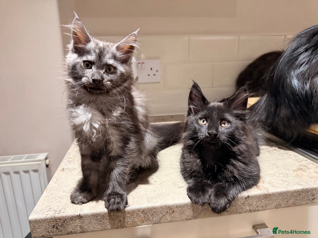 Maine Coon cats for sale: 6 remaining kittens - Advert 15