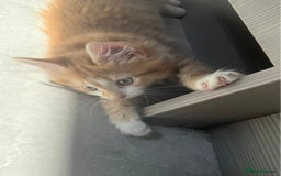 Maine Coon cats for sale: Beautiful Part Maine Coon Female Kitten - Image 7