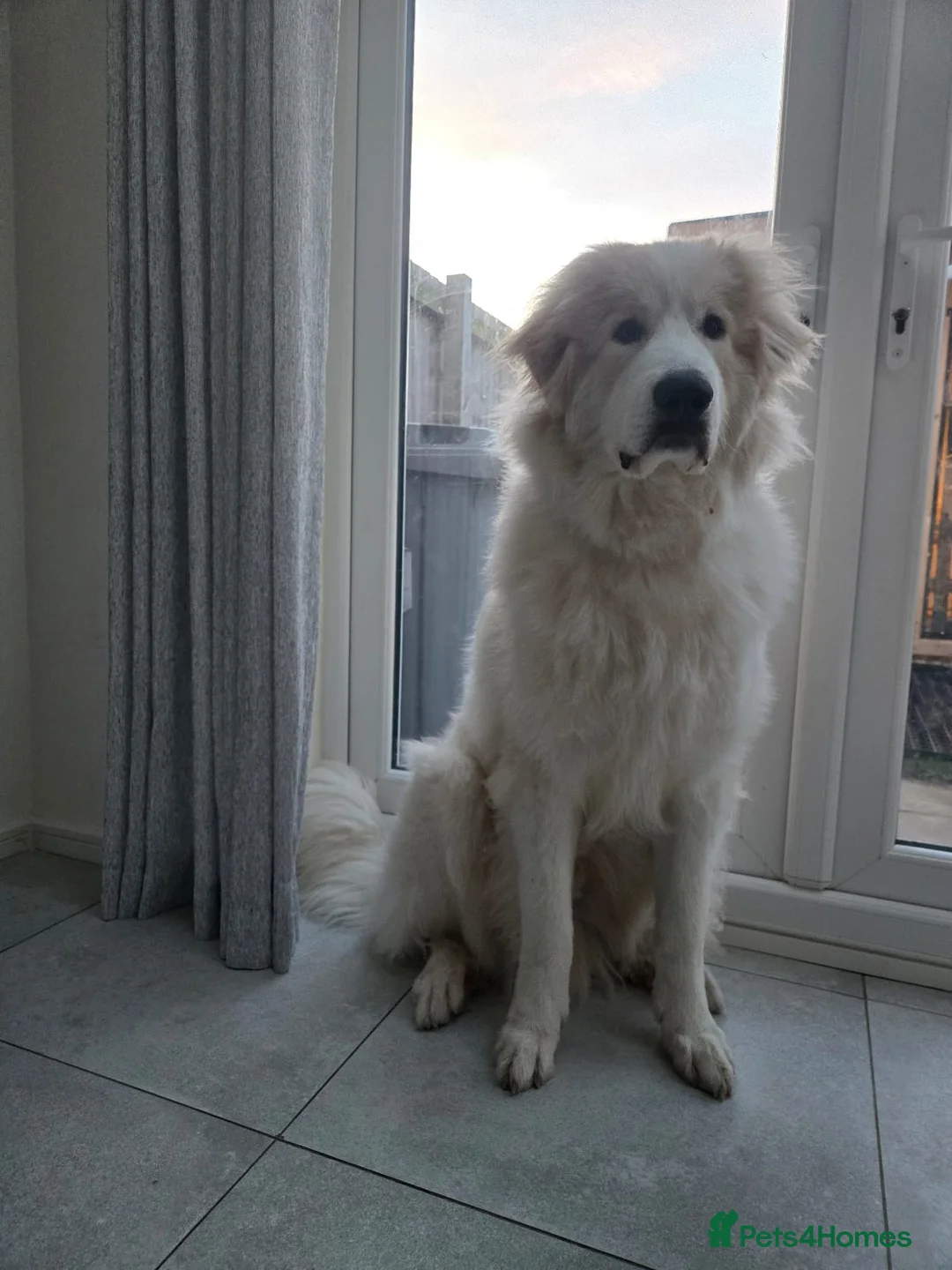 Pyrenean Mountain Dog dogs for sale: Pyrenean Mountain Dog - Advert 3
