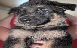 German Shepherd dogs for sale: German Shepard Puppies for Sale  - Image 20