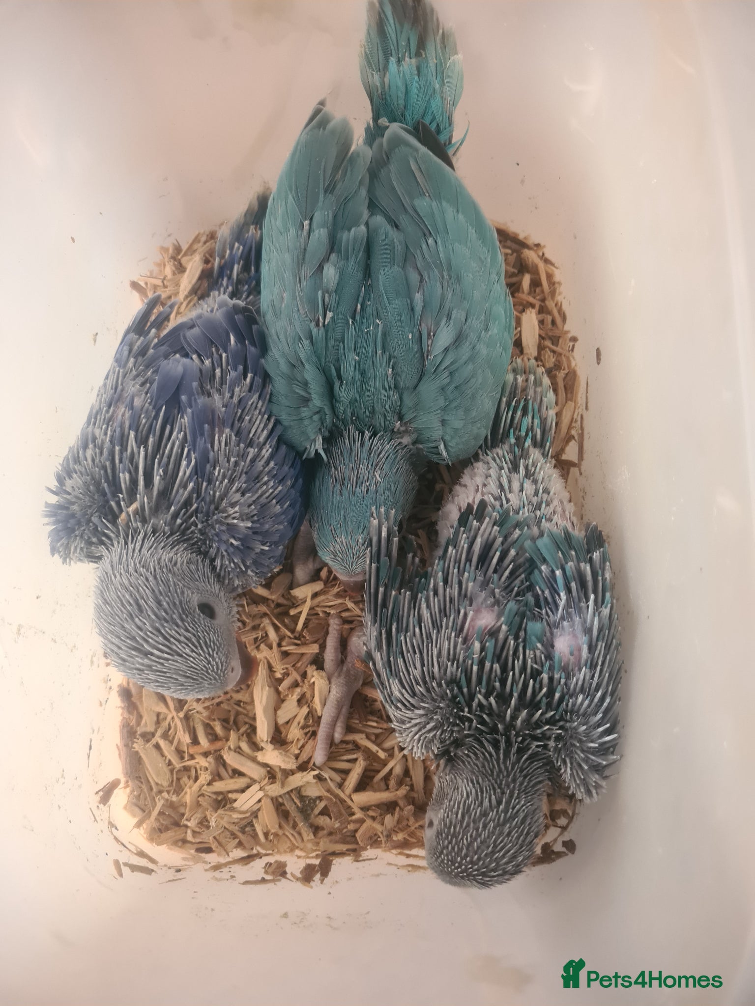 Ringnecks birds Hand reared baby ringnecks - Advert 14