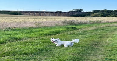 West Highland Terrier dogs in Alnwick - Advert 7