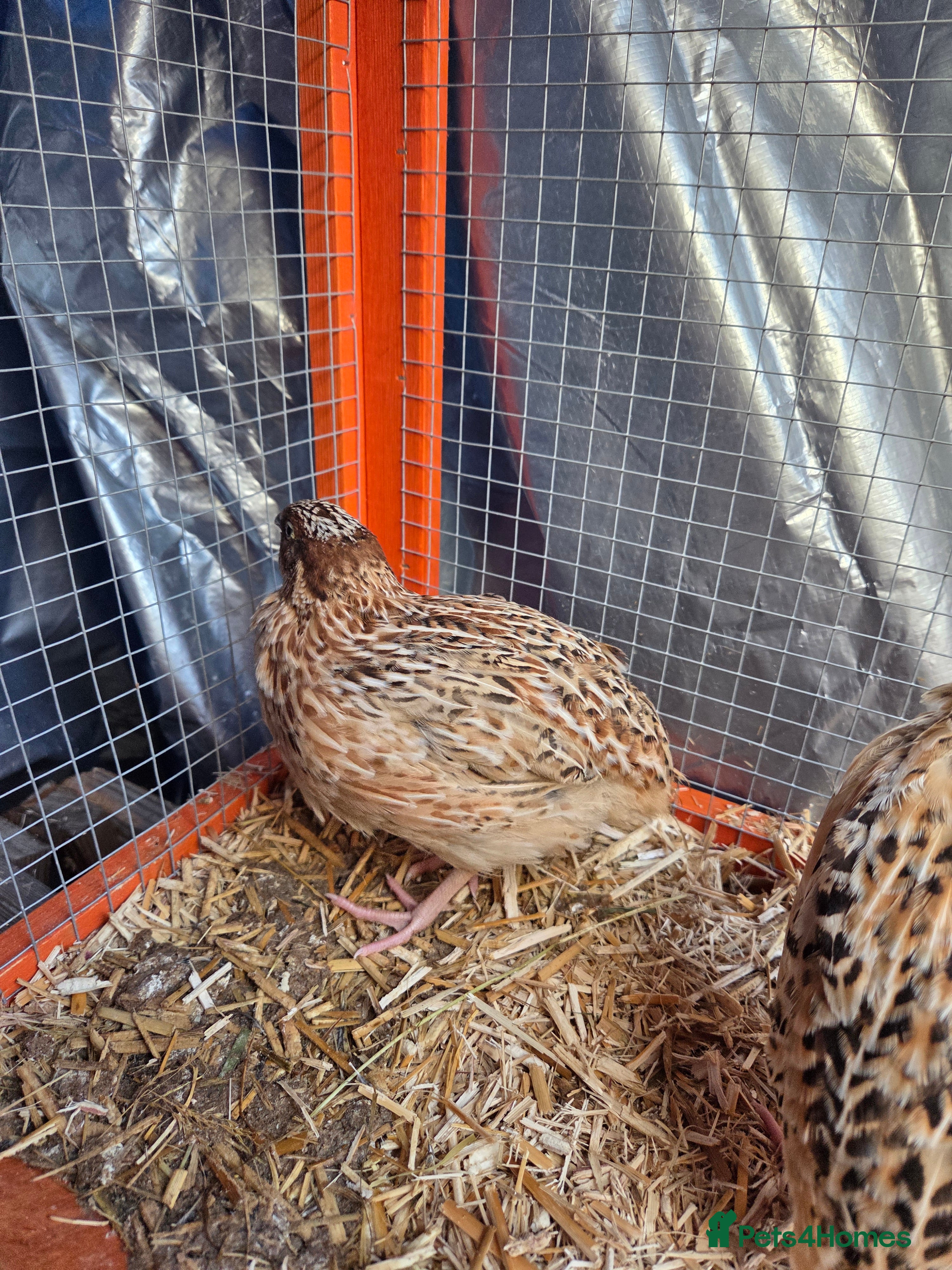 Quail poultry Male Quail - Advert 1