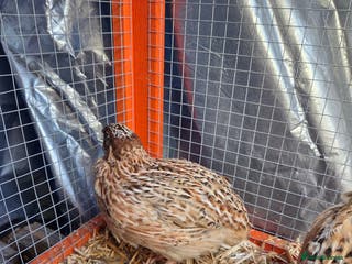 Quail poultry Male Quail - Advert 1