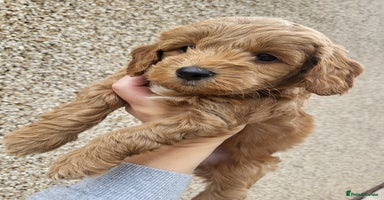 Cockapoo dogs - Advert 16