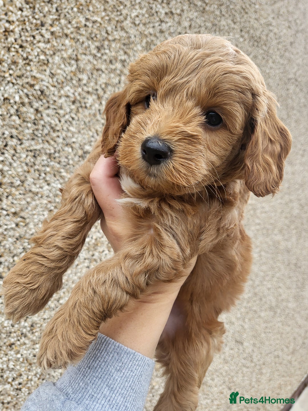 Cockapoo dogs for sale: F1B Cockapoo puppy's x1 girl remaining. - Image 4