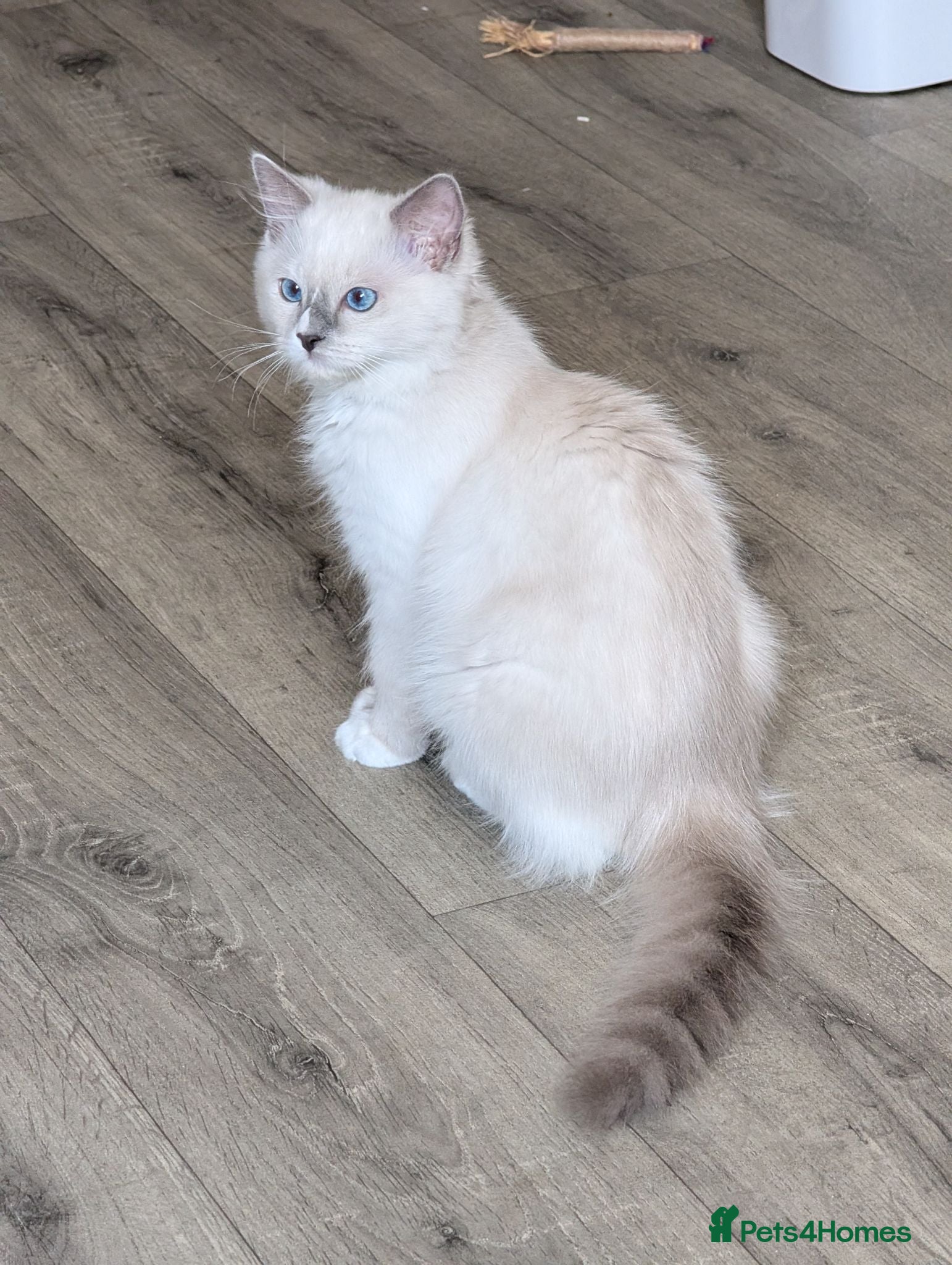 Ragdoll cats 💖Stunning TICA Female Ragdoll kitten  - Advert 4