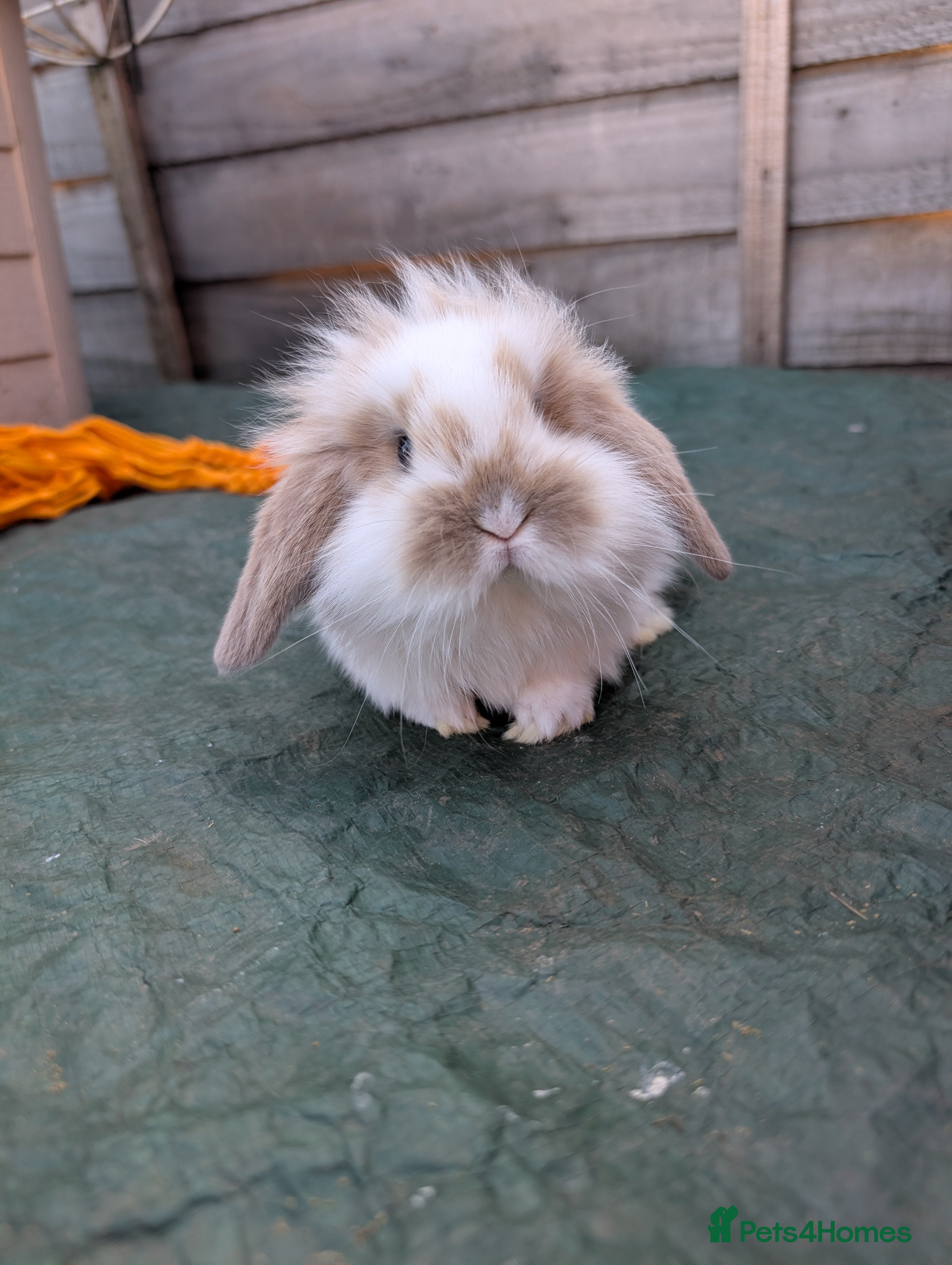 Mini Lion Lop rabbits Mini lionlops - Advert 4