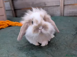 Mini Lion Lop rabbits Mini lionlops - Advert 4