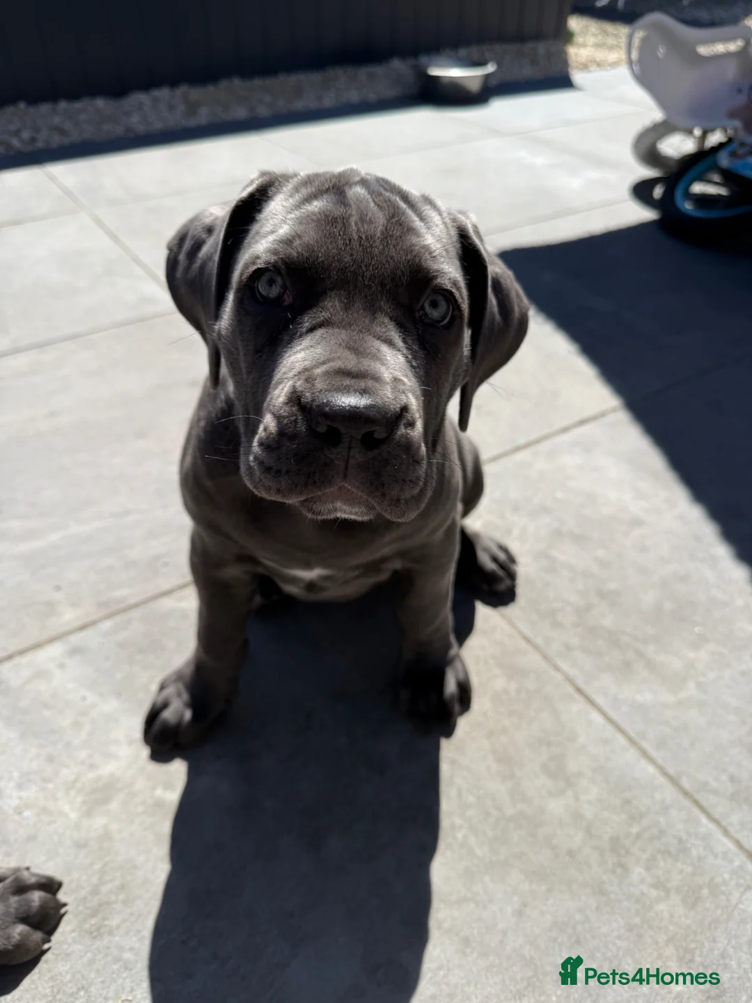Cane Corso dogs for sale: 1 Stunning Blue Girl left Cane Corso Puppies - Advert 2