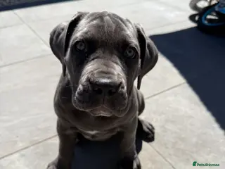 Cane Corso dogs 1 Stunning Blue Girl left Cane Corso Puppies - Advert 6