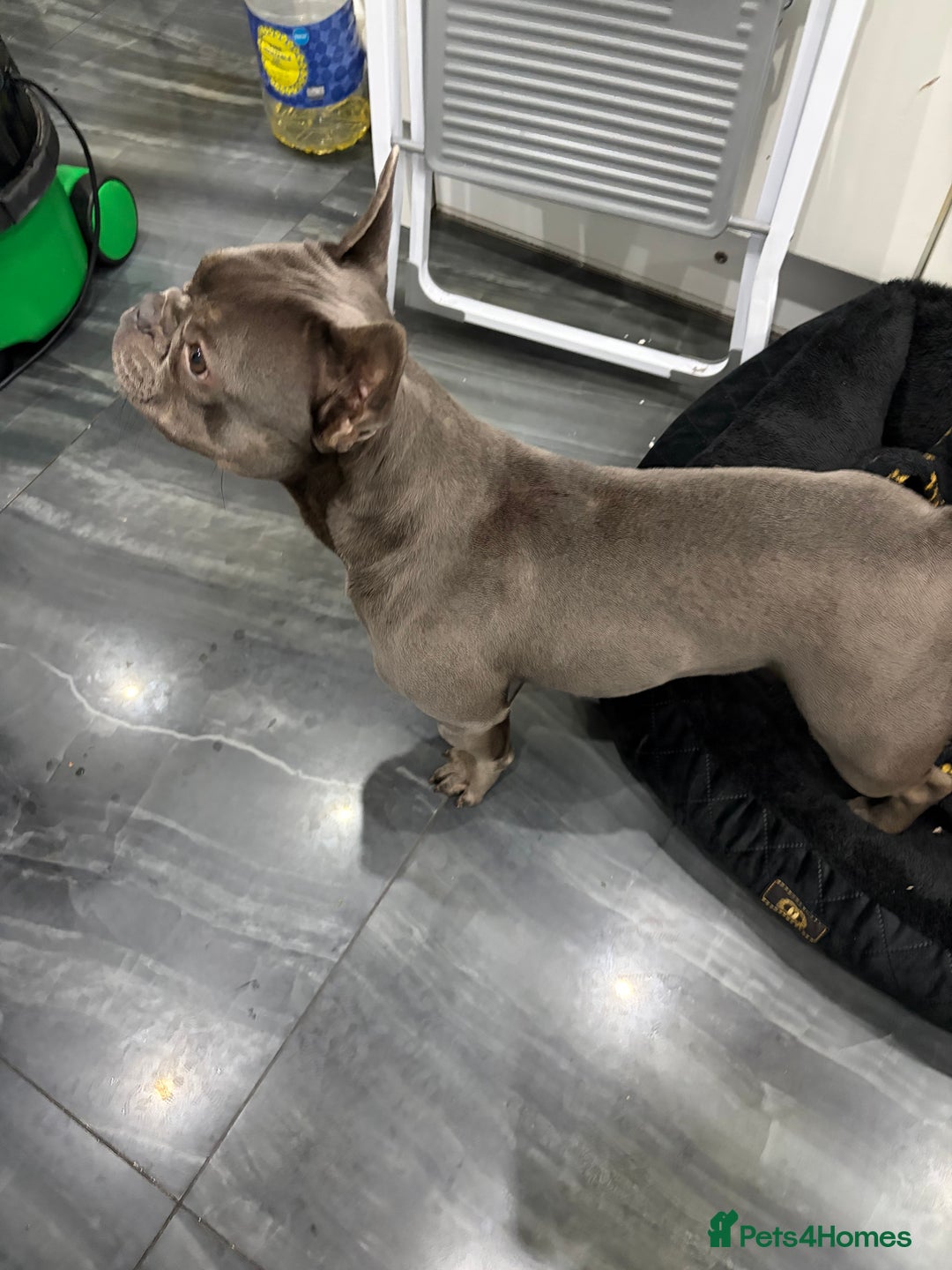 French Bulldog dogs for sale: Blue French Bulldog Female - Advert 2