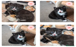 Mixed Breed cats for sale: Beautiful healthy kittens - ONLY 2 AVAILABLE 😍😍 - Image 18