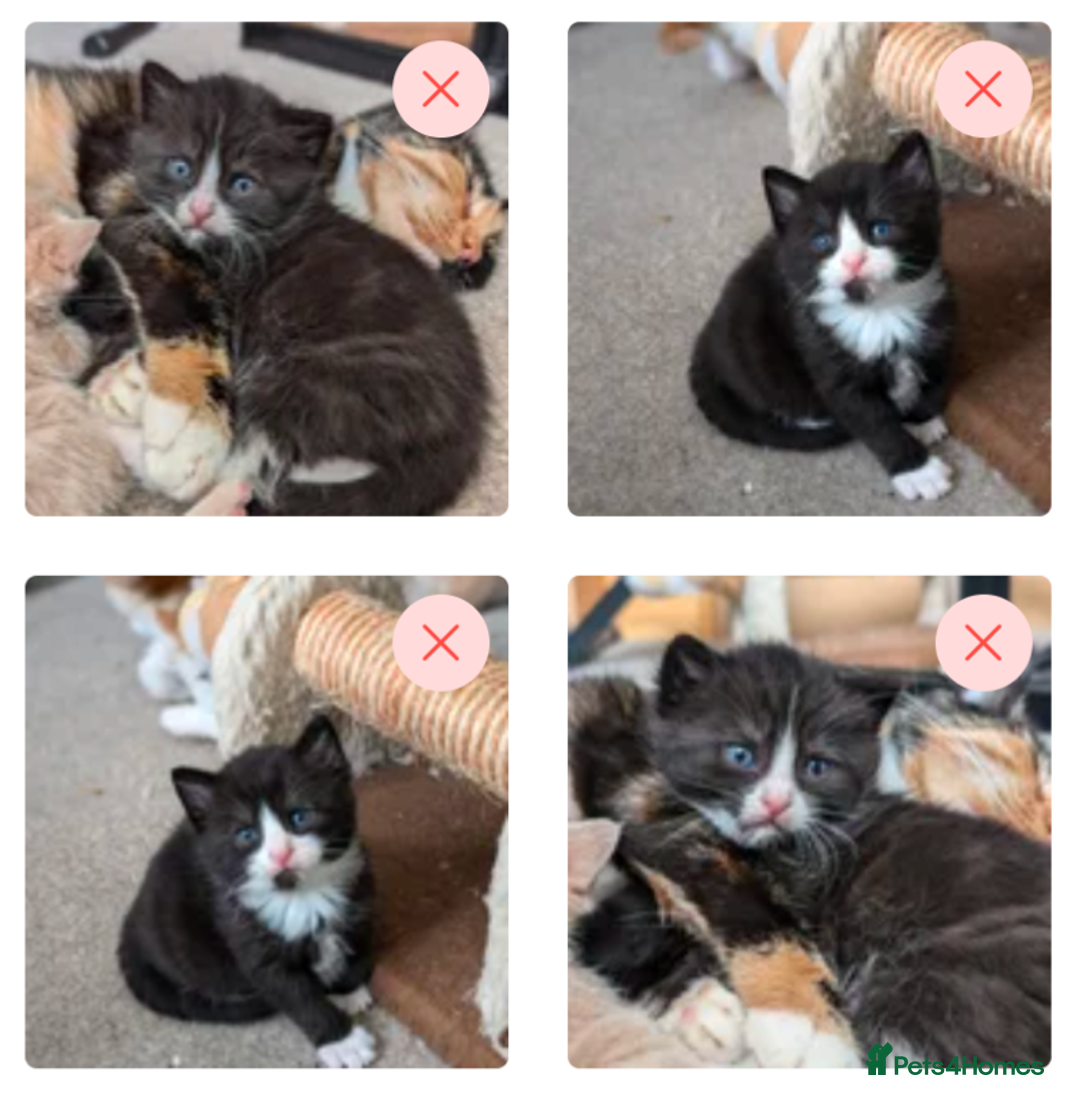 Mixed Breed cats for sale: Beautiful healthy kittens - ONLY 2 AVAILABLE 😍😍 - Image 18