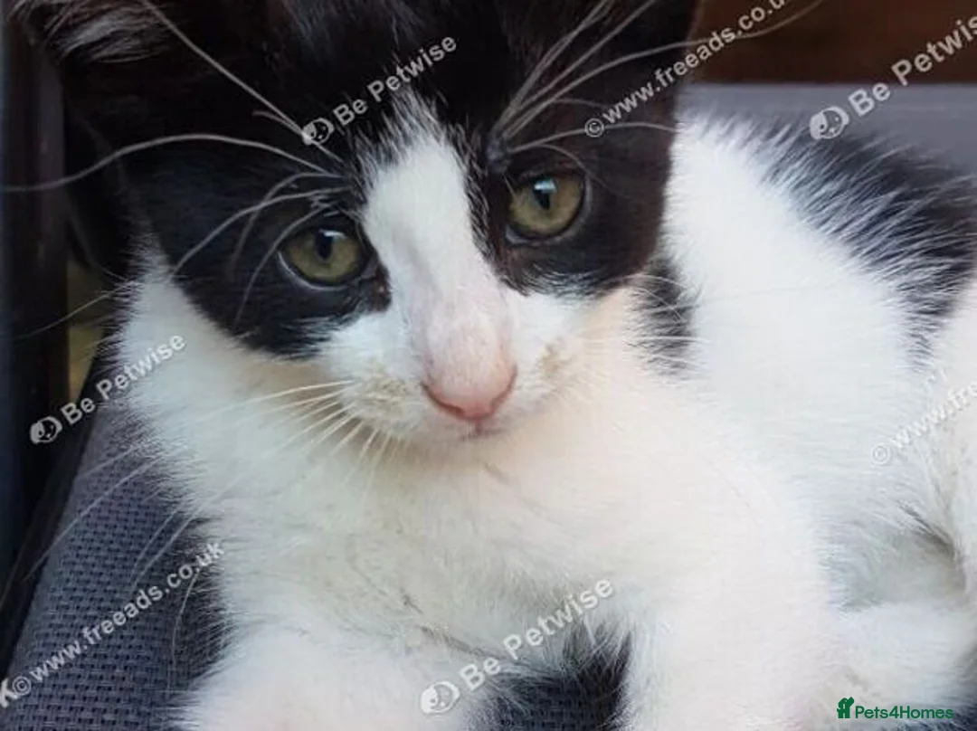 Mixed Breed cats for sale: Beautiful female kitten . - Advert 6
