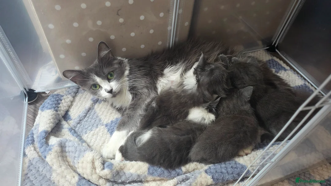 Ragdoll cats for sale: 4 gorgeous ragdoll cross Persian  - Advert 1