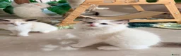 Ragdoll cats for sale: Show quality Ragdoll kittens from champion lines - Advert 26