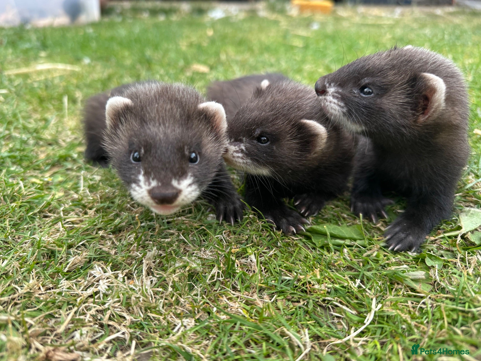 Ferret rodents Working line Ferrets’s kit - Advert 2