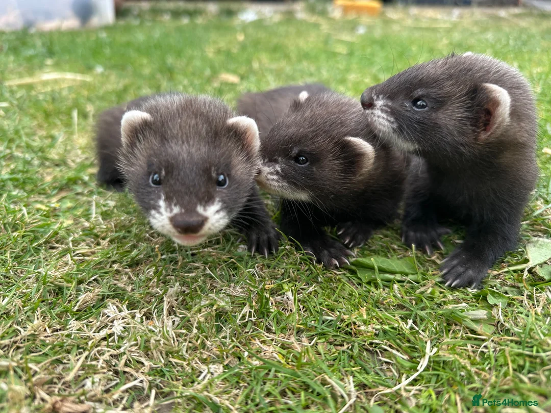 Ferret rodents for sale: Working line Ferrets’s kit - Advert 2